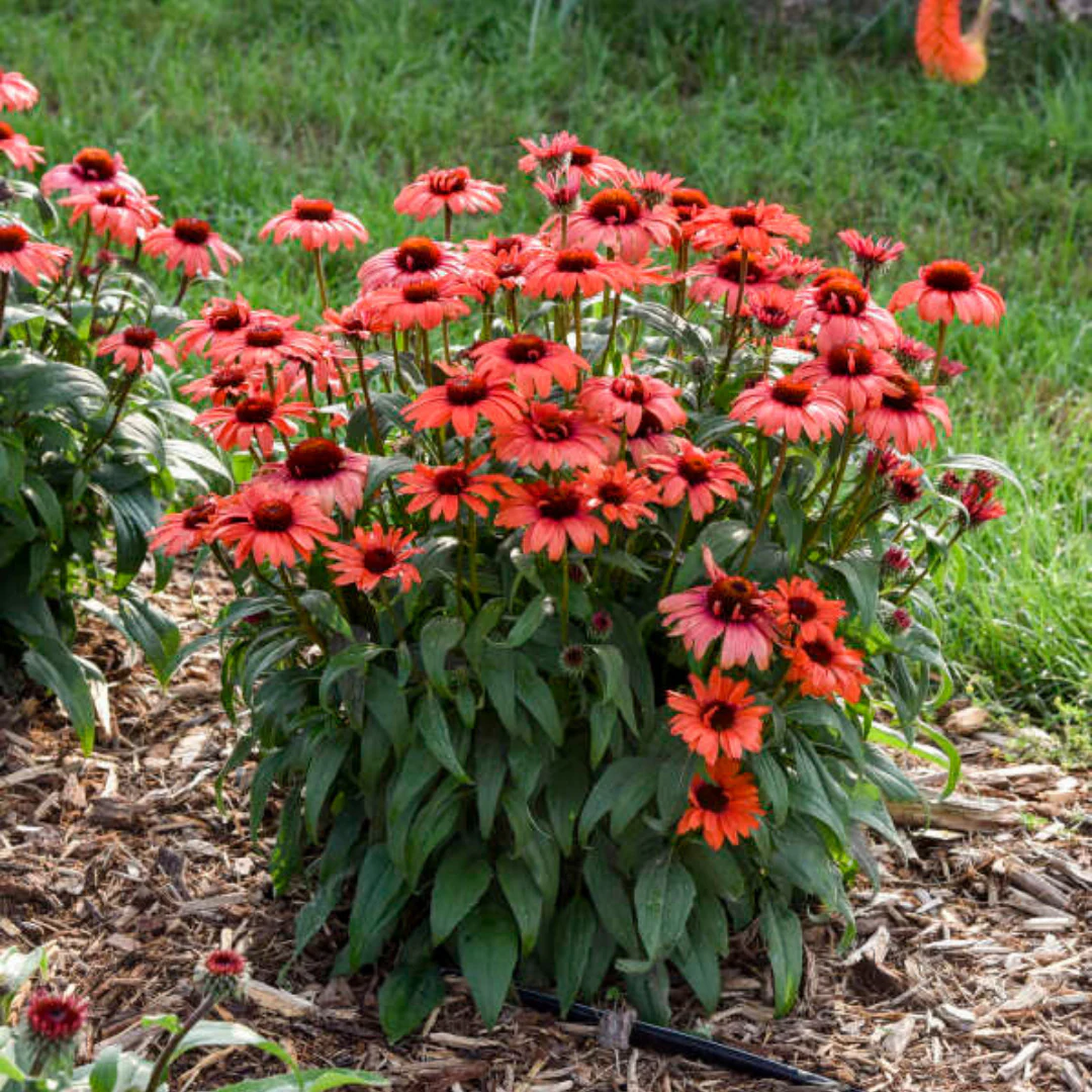 Eye-Catcher® 'Tanager' Coneflower (Echinacea) - Image 3