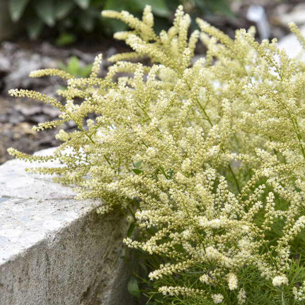 'Fairy Hair' Goatsbeard (Aruncus) - Image 2