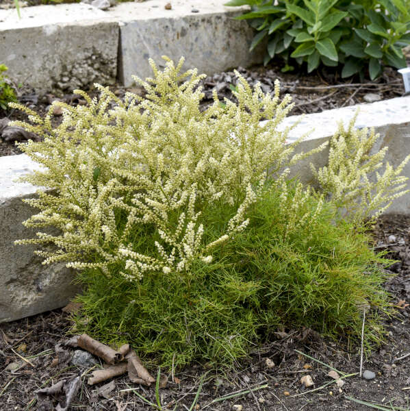 'Fairy Hair' Goatsbeard (Aruncus) - Image 3