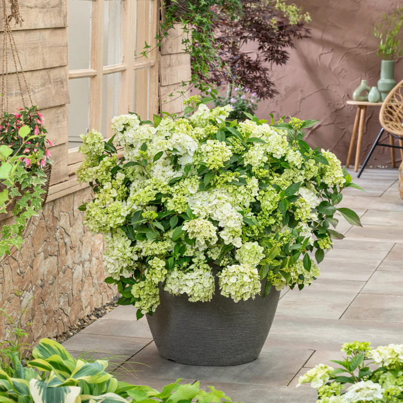 Fairytrail™ Green Cascade Hydrangea - Image 2