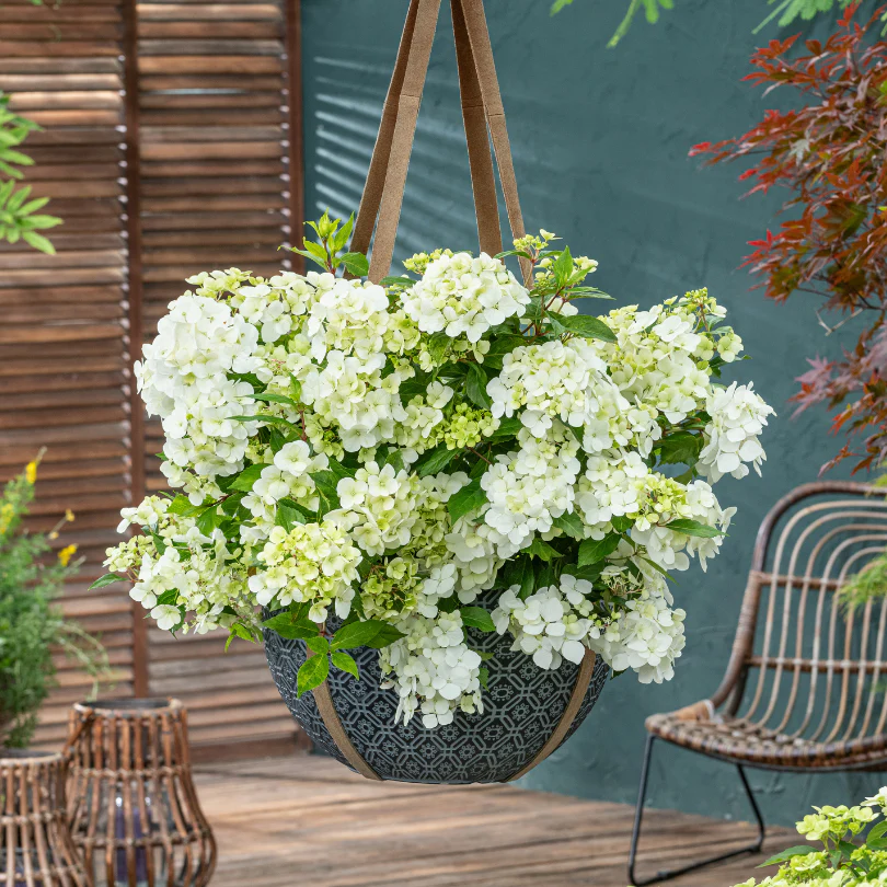 Fairytrail™ White Cascade Hydrangea - Image 2