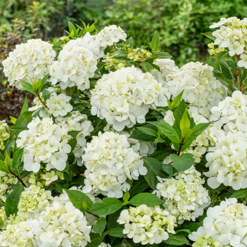 Fairytrail™ White Cascade Hydrangea - Image 3