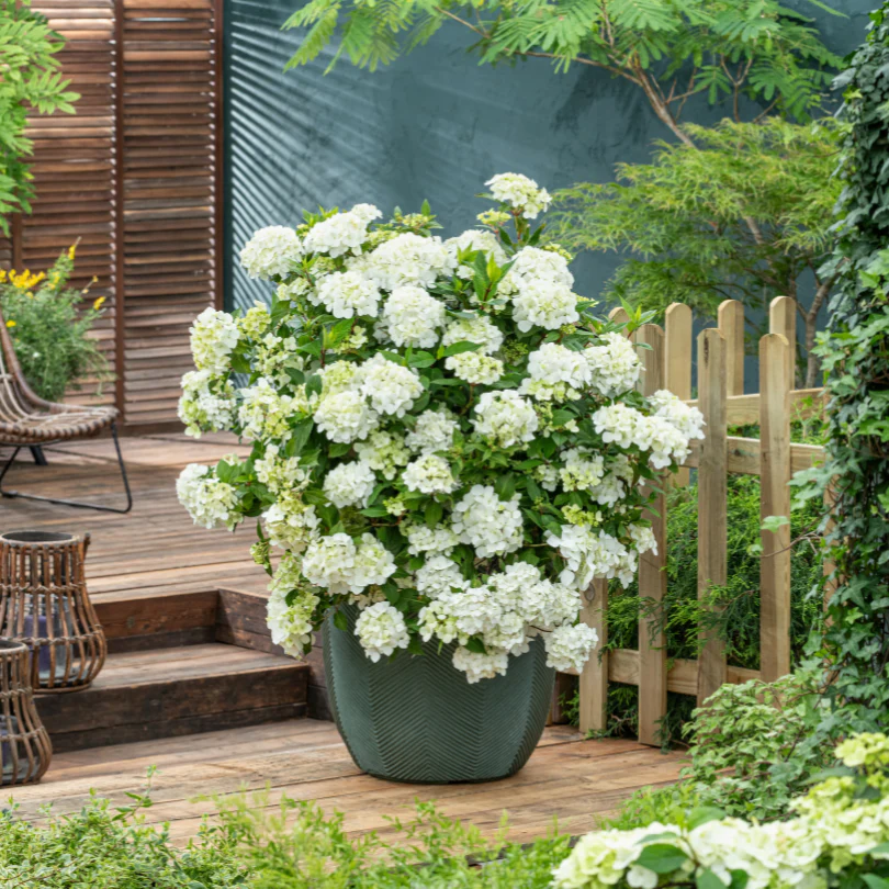 Fairytrail™ White Cascade Hydrangea - Image 4