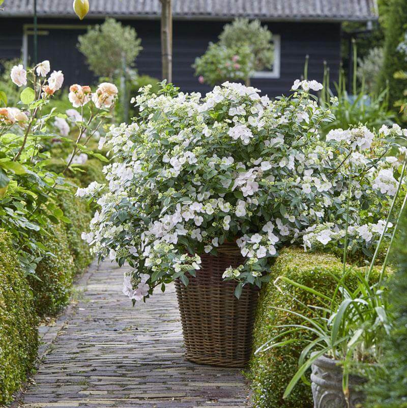 Fairytrail Bride™ Cascade Hydrangea™ - Image 2