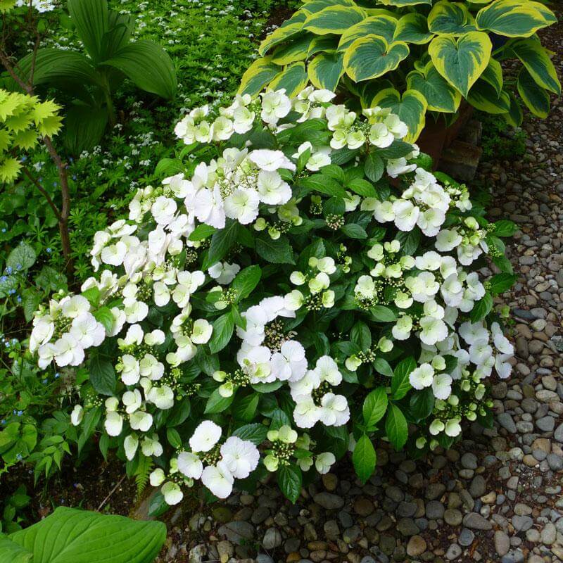 Fairytrail Bride™ Cascade Hydrangea™ - Image 3