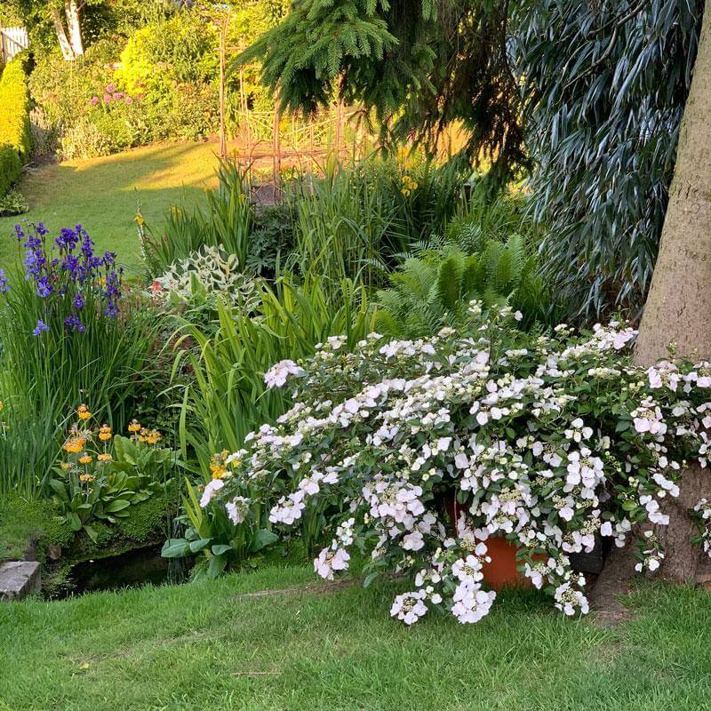 Fairytrail Bride™ Cascade Hydrangea™ - Image 4