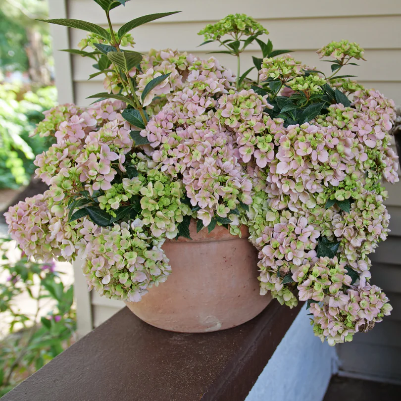 Fairytrail Fresco™ Cascade Hydrangea - Image 2
