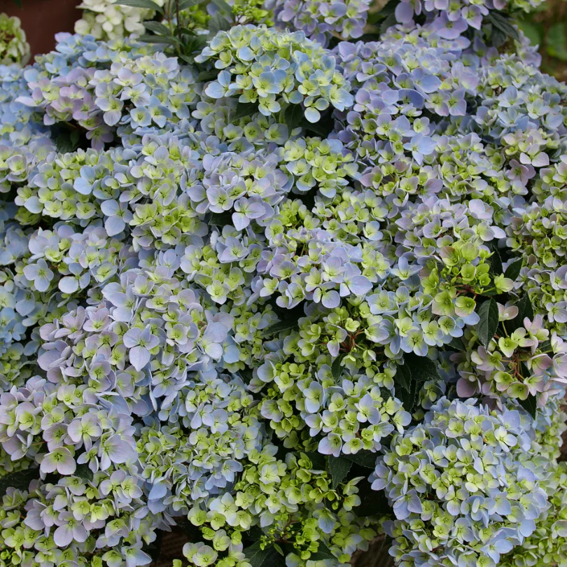 Fairytrail Fresco™ Cascade Hydrangea - Image 3