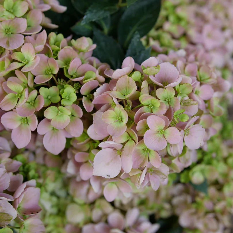 Fairytrail Fresco™ Cascade Hydrangea - Image 4