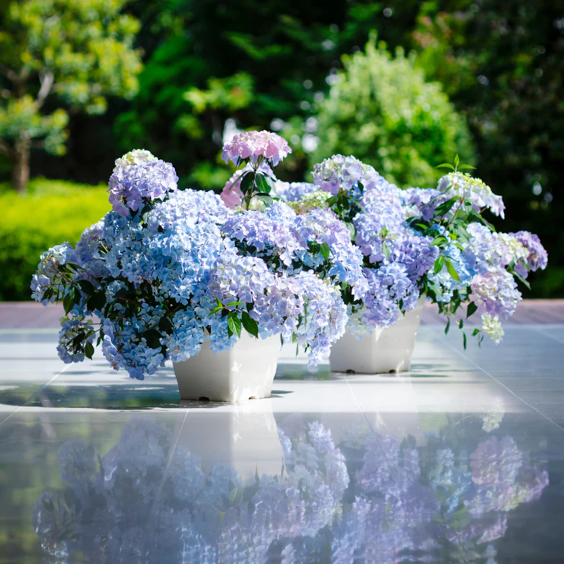 Fairytrail Fresco™ Cascade Hydrangea - Image 5