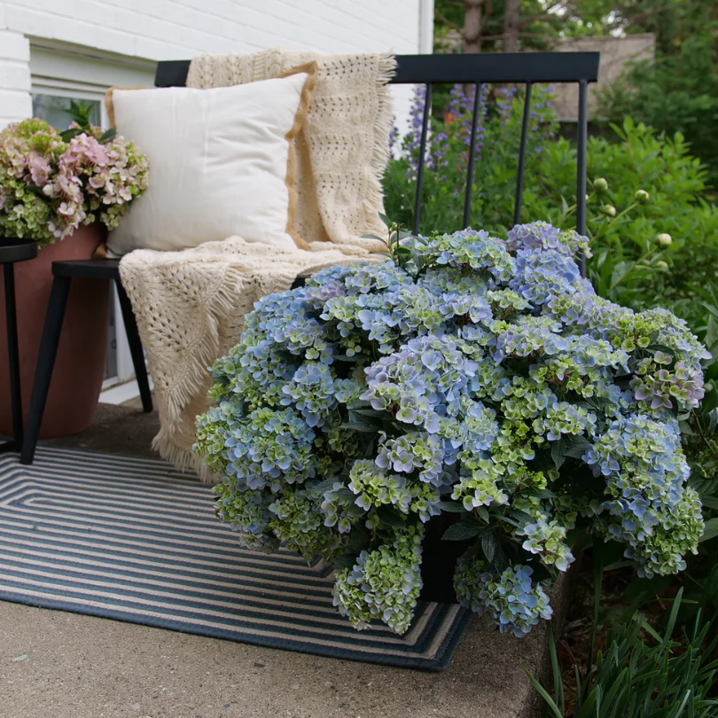 Fairytrail Fresco™ Cascade Hydrangea - Image 6