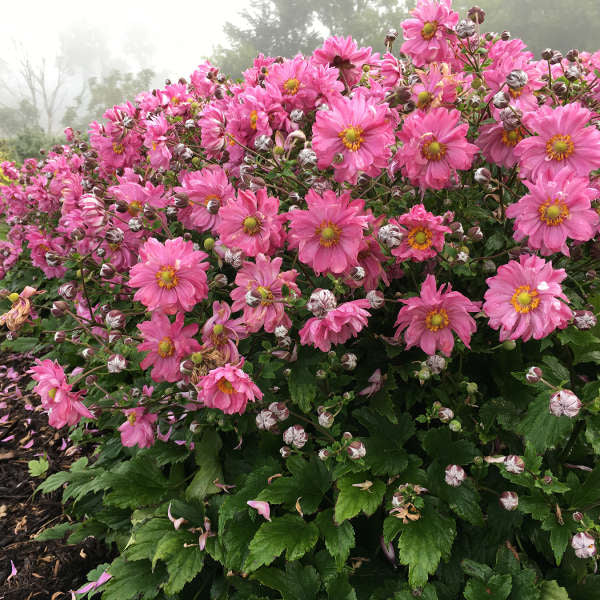 Fall in Love™ 'Sweetly' Japanese Anemone - Image 4