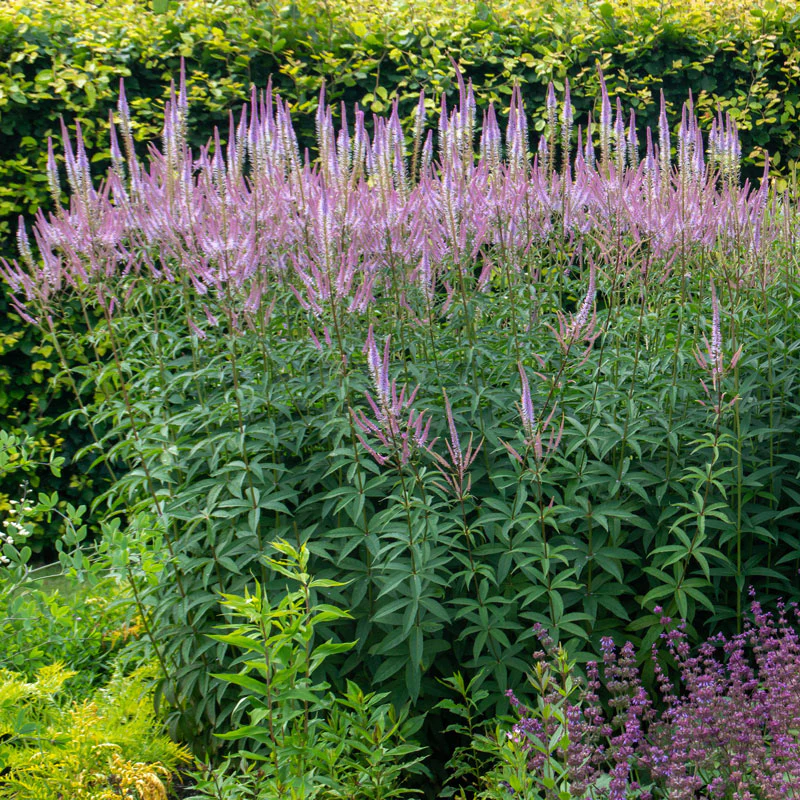'Fascination' Culver's Root (Veronicastrum) - Image 2
