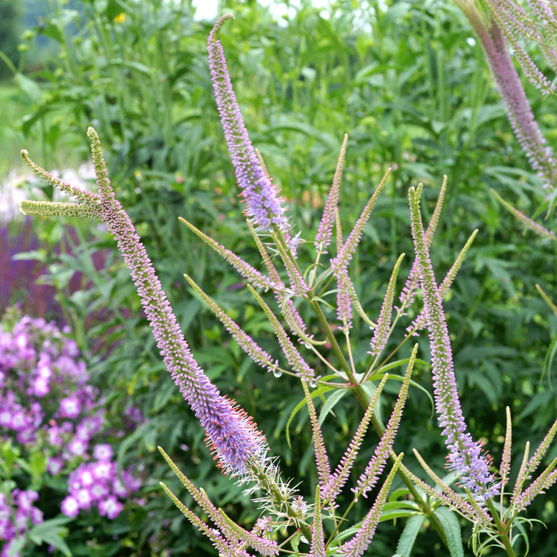 'Fascination' Culver's Root (Veronicastrum) - Image 3