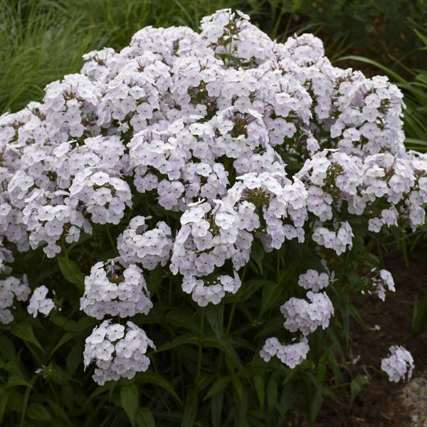 'Fashionably Early Crystal' Hybrid Phlox - Image 2