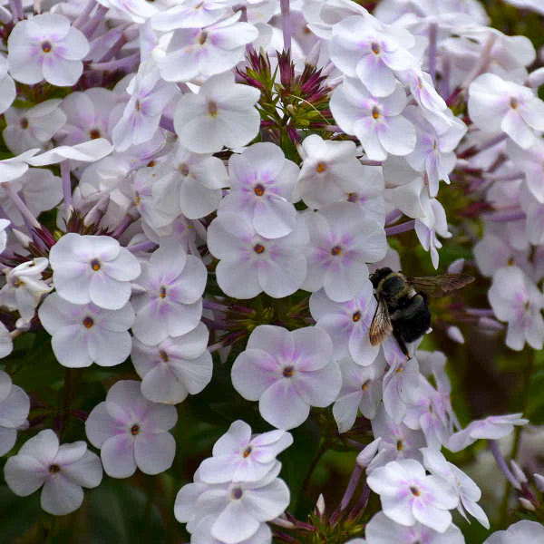 'Fashionably Early Crystal' Hybrid Phlox - Image 4