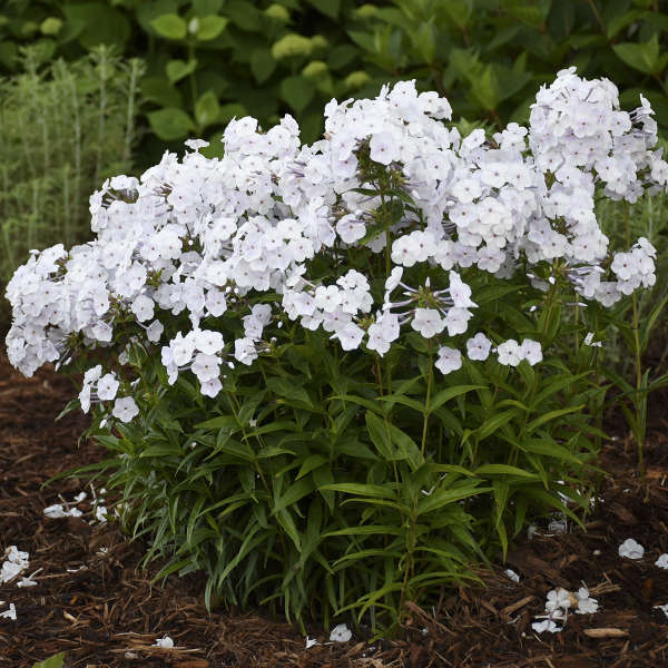 'Fashionably Early Crystal' Hybrid Phlox - Image 5