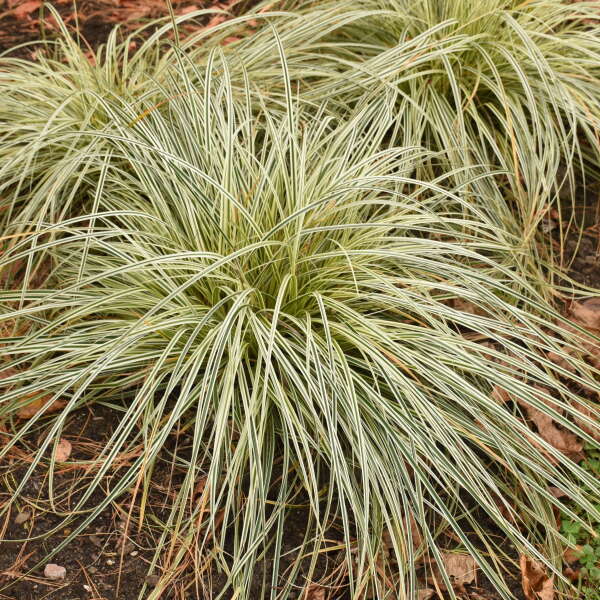 'Feather Falls' Sedge (Carex) - Image 2