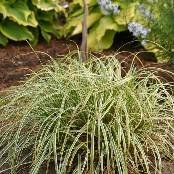 'Feather Falls' Sedge (Carex) - Image 4