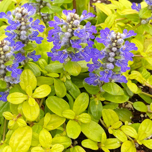 Feathered Friends™ 'Cordial Canary' Bugleweed (Ajuga)