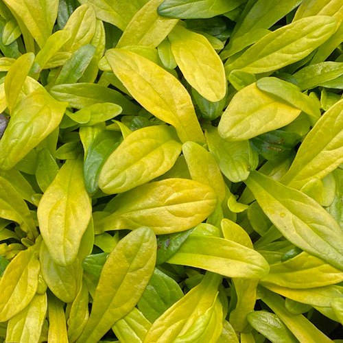 Feathered Friends™ 'Cordial Canary' Bugleweed (Ajuga) - Image 2