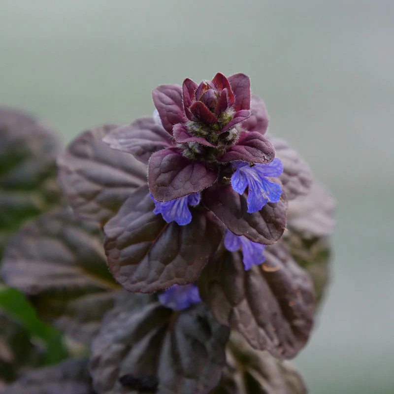 Feathered Friends™ 'Fierce Falcon' Bugleweed - Image 2