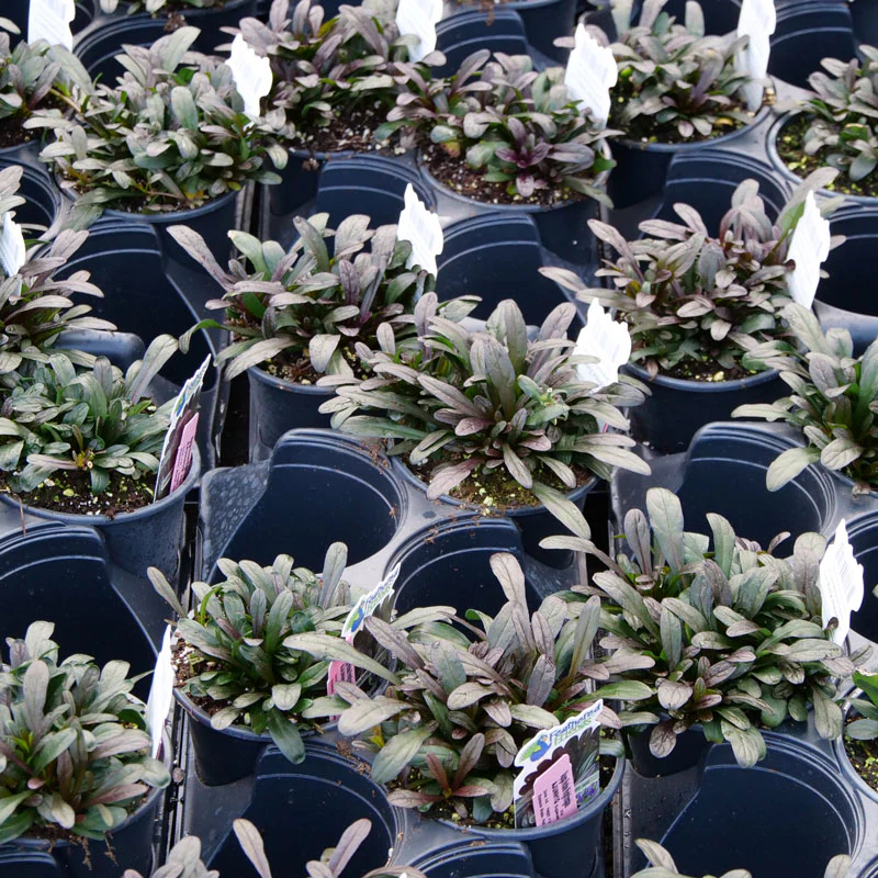 Feathered Friends™ 'Noble Nightingale' Bugleweed (Ajuga) - Image 2