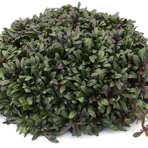 Feathered Friends™ 'Noble Nightingale' Bugleweed (Ajuga) - Image 3