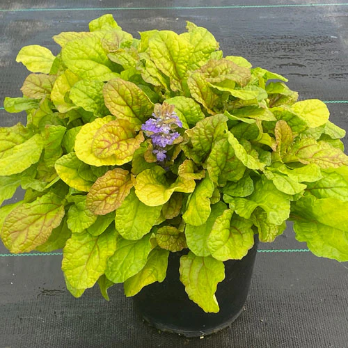 Feathered Friends™ 'Parrot Paradise' Bugleweed (Ajuga) - Image 2