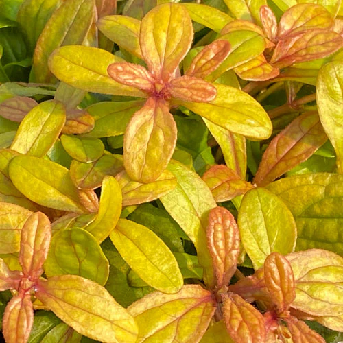 Feathered Friends™ 'Petite Parakeet' Bugleweed (Ajuga)