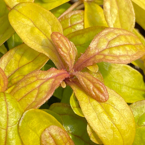 Feathered Friends™ 'Petite Parakeet' Bugleweed (Ajuga) - Image 2