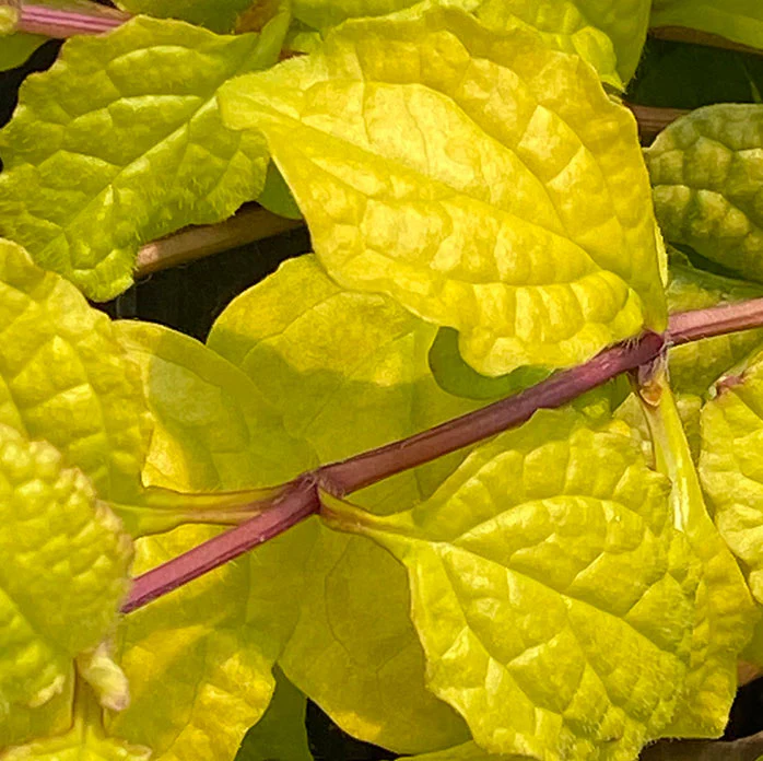Feathered Friends™ 'Tropical Toucan' Bugleweed (Ajuga) - Image 2