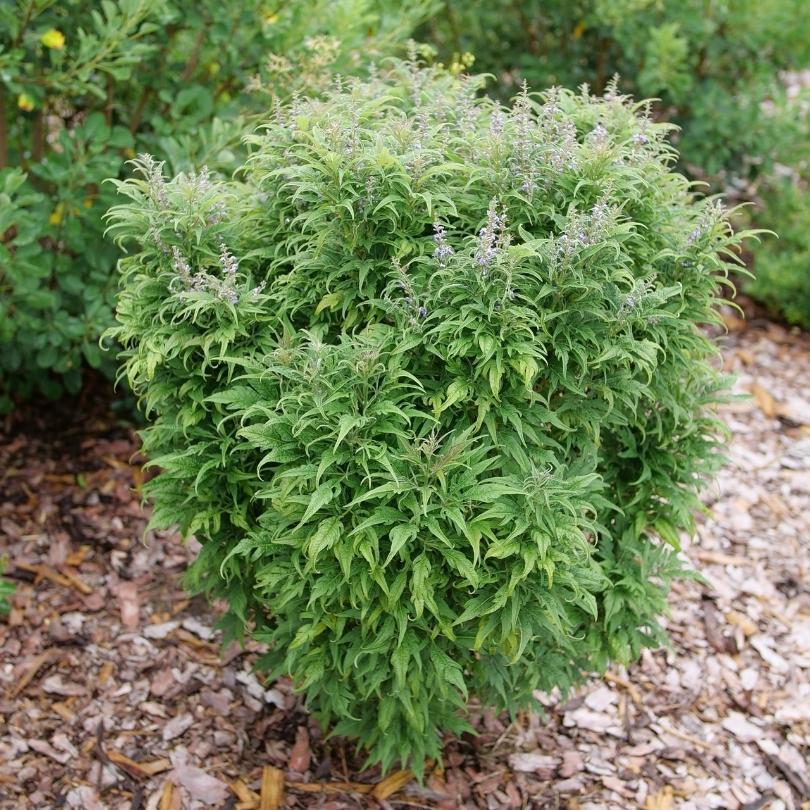 Featherman™ Chastetree (Vitex)