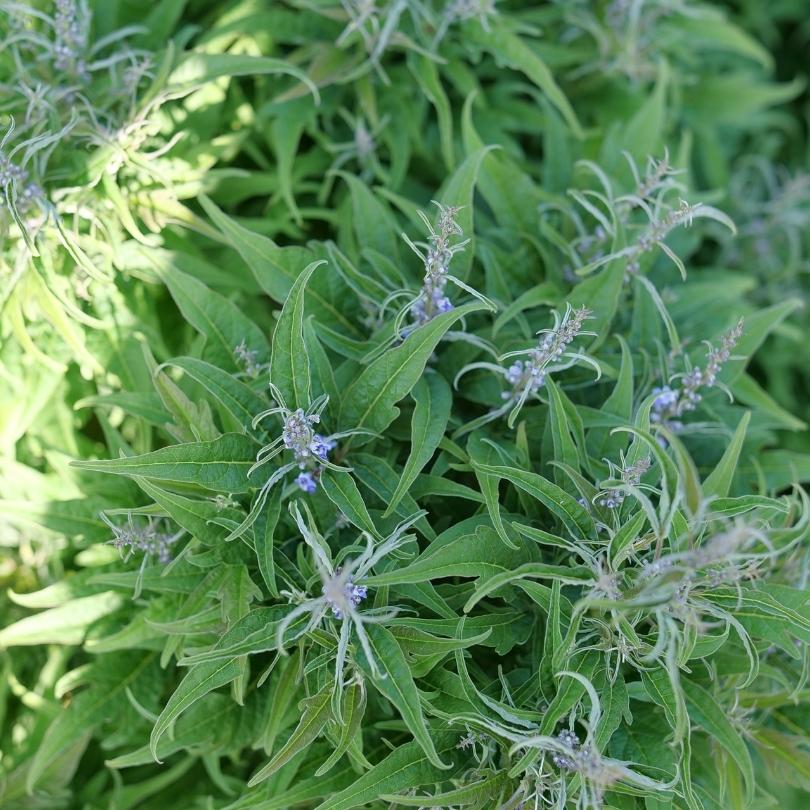 Featherman™ Chastetree (Vitex) - Image 4