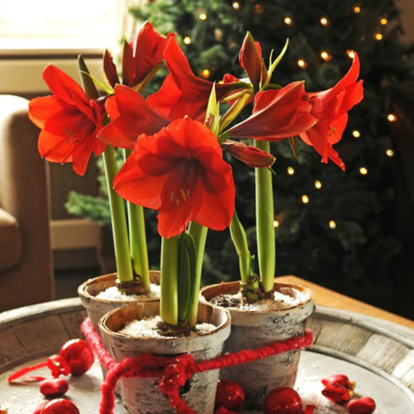 'Ferrari' Amaryllis Bulb - Image 2