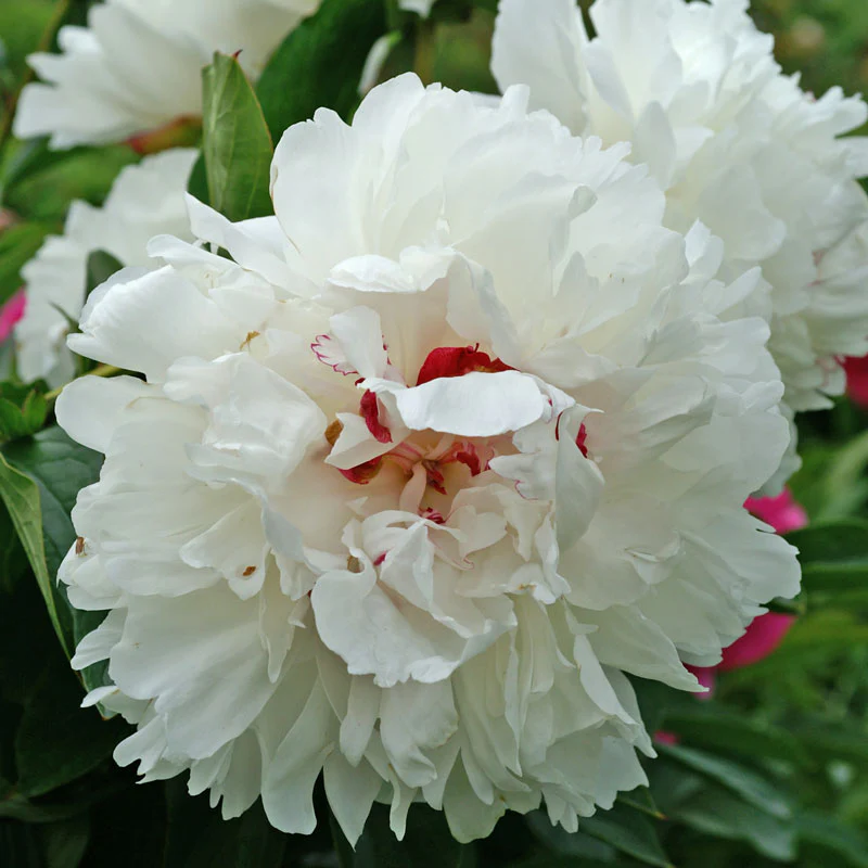 'Festiva Maxima' Peony (Paeonia) - Image 3