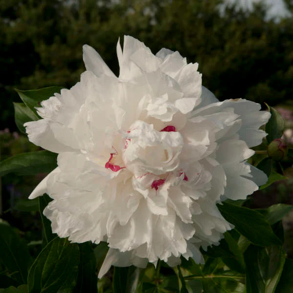 'Festiva Maxima' Peony (Paeonia) - Image 7