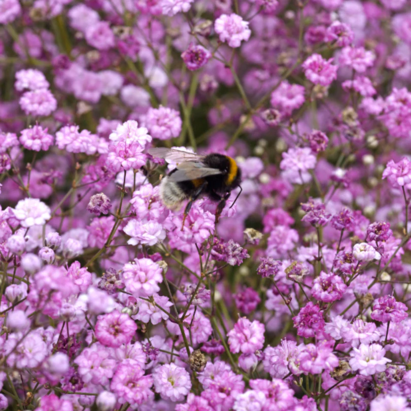 'Festival Pink Lady' Baby's Breath (Gypsophila) - Image 2