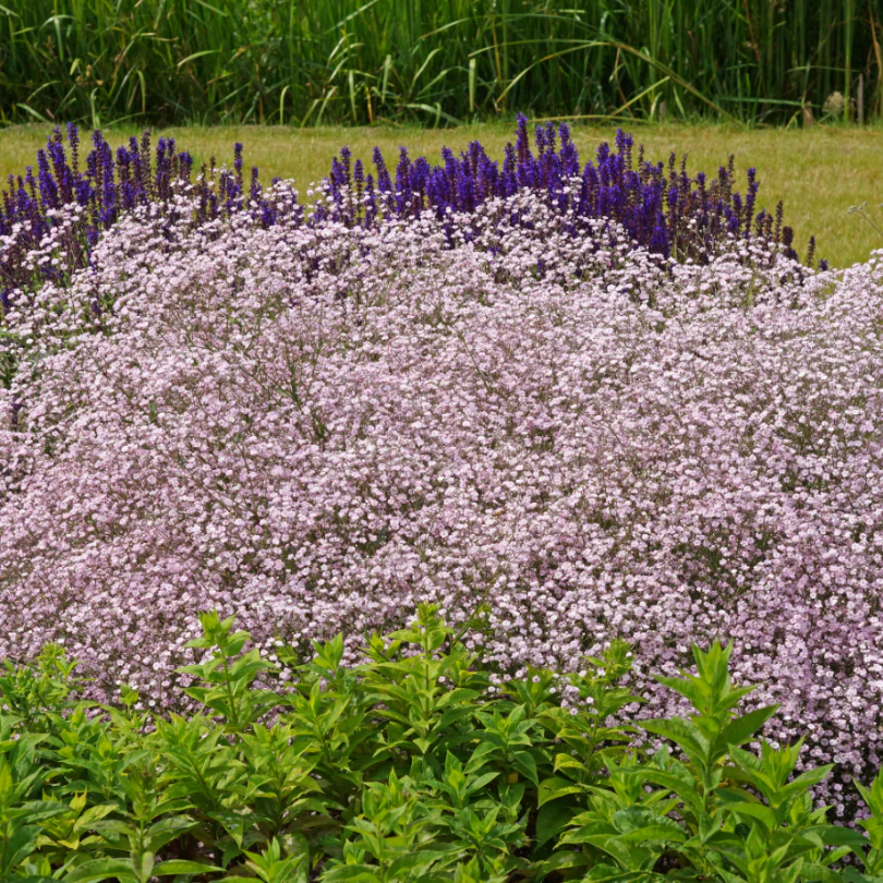 'Festival Pink Lady' Baby's Breath (Gypsophila) - Image 3