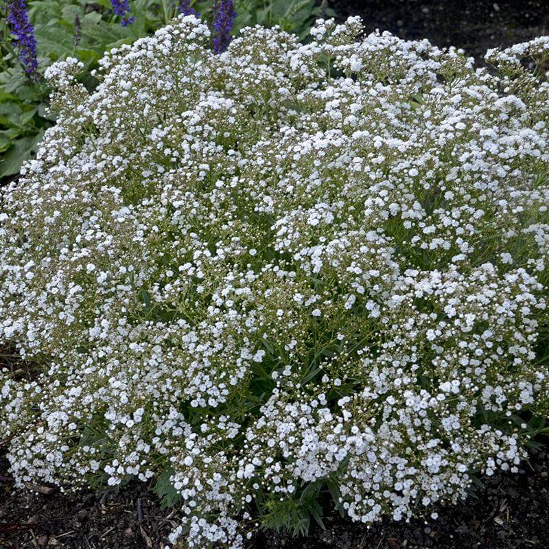 Festival Star® Baby's Breath (Gypsophila) - Image 3