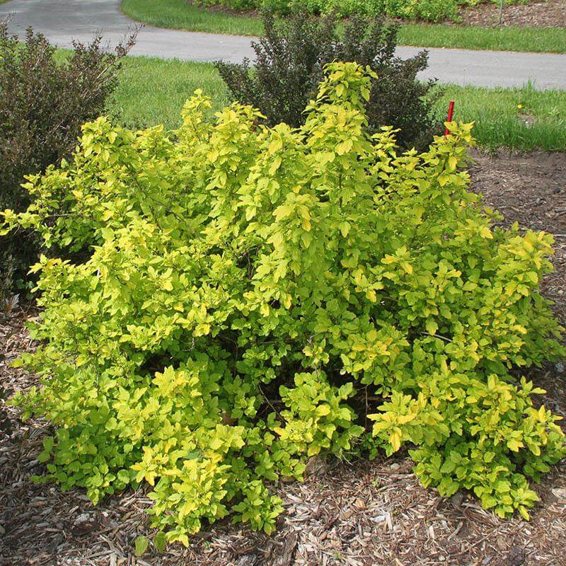 Festivus Gold® Ninebark - Image 2