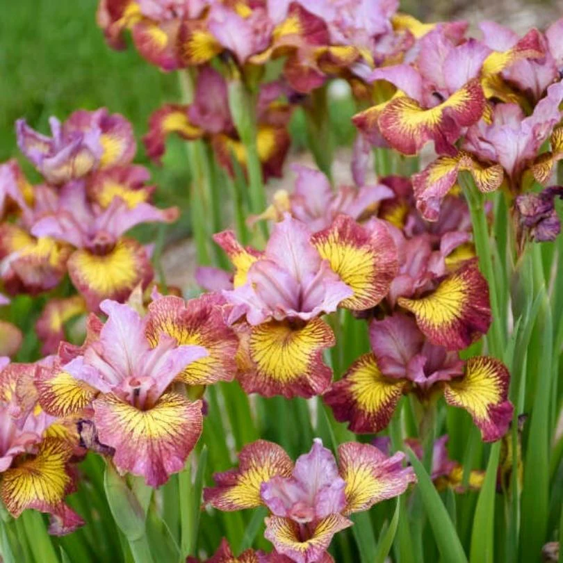 ‘Fiddles on Fire’ Siberian Iris - Image 3