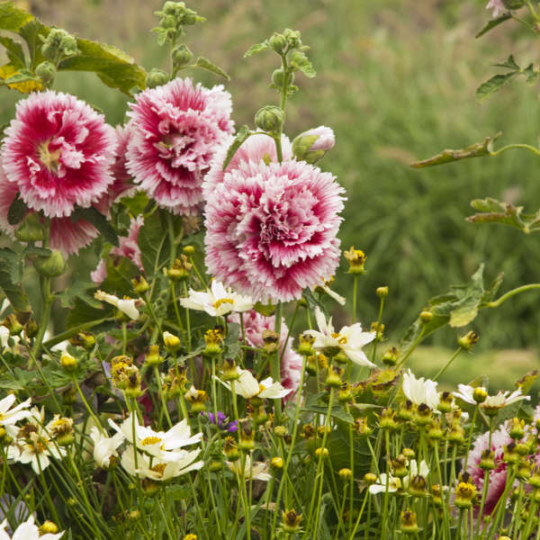 'Fiesta Time' Hollyhock (Alcea) - Image 2
