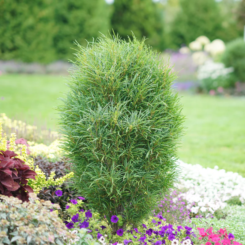 Fine LineĀ® Rhamnus