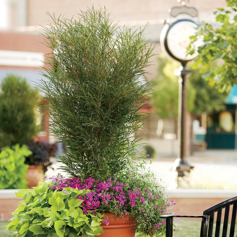 Fine LineĀ® Rhamnus - Image 2