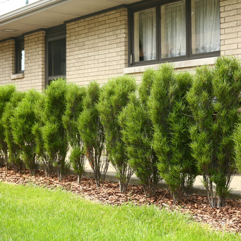 Fine LineĀ® Rhamnus - Image 3