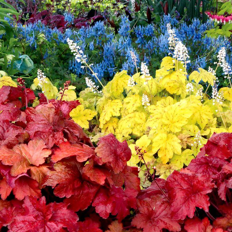 'Fire Alarm' Coral Bells (Heuchera) - Image 3