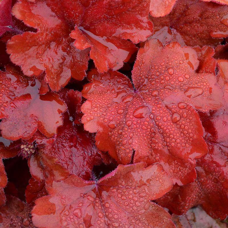 'Fire Alarm' Coral Bells (Heuchera) - Image 6