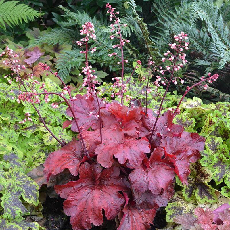'Fire Alarm' Coral Bells (Heuchera) - Image 7