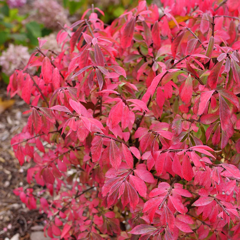 Fire Ball Seedless™ Burning Bush (Euonymus) - Image 2